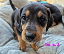 SELINA2, Hund, Mischlingshund in Griechenland - Bild 6