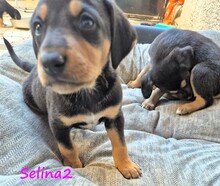 SELINA2, Hund, Mischlingshund in Griechenland - Bild 7