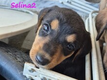 SELINA2, Hund, Mischlingshund in Griechenland - Bild 8