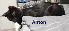 ANTON, Katze, Hauskatze in Elmshorn - Bild 1