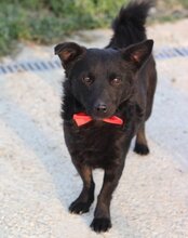 TEO, Hund, Mischlingshund in Kroatien - Bild 2