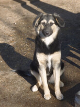 MELONY, Hund, Deutscher Schäferhund-Mix in Bulgarien - Bild 1