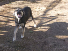 MELONY, Hund, Deutscher Schäferhund-Mix in Bulgarien - Bild 10