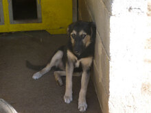 MELONY, Hund, Deutscher Schäferhund-Mix in Bulgarien - Bild 11