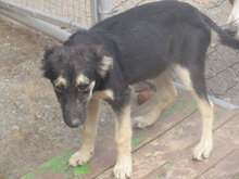 MELONY, Hund, Deutscher Schäferhund-Mix in Bulgarien - Bild 12