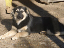 MELONY, Hund, Deutscher Schäferhund-Mix in Bulgarien - Bild 16