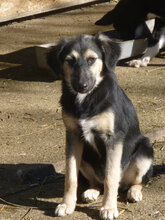 MELONY, Hund, Deutscher Schäferhund-Mix in Bulgarien - Bild 17