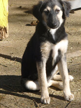 MELONY, Hund, Deutscher Schäferhund-Mix in Bulgarien - Bild 18