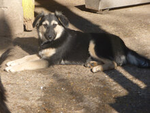 MELONY, Hund, Deutscher Schäferhund-Mix in Bulgarien - Bild 2