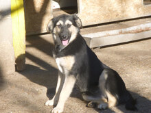 MELONY, Hund, Deutscher Schäferhund-Mix in Bulgarien - Bild 3