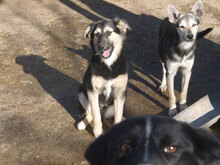 MELONY, Hund, Deutscher Schäferhund-Mix in Bulgarien - Bild 4