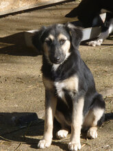 MELONY, Hund, Deutscher Schäferhund-Mix in Bulgarien - Bild 6