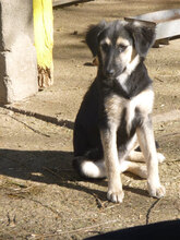 MELONY, Hund, Deutscher Schäferhund-Mix in Bulgarien - Bild 8