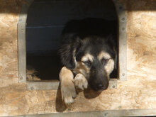 MELONY, Hund, Deutscher Schäferhund-Mix in Bulgarien - Bild 9