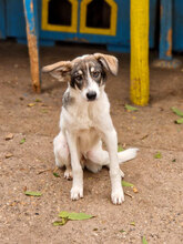 TOKKI, Hund, Mischlingshund in Bulgarien - Bild 1