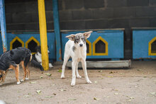 TOKKI, Hund, Mischlingshund in Bulgarien - Bild 10