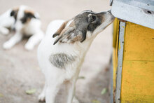 TOKKI, Hund, Mischlingshund in Bulgarien - Bild 12