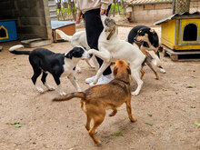 TOKKI, Hund, Mischlingshund in Bulgarien - Bild 13