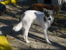 TOKKI, Hund, Mischlingshund in Bulgarien - Bild 15