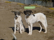 TOKKI, Hund, Mischlingshund in Bulgarien - Bild 16