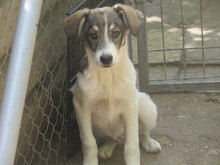 TOKKI, Hund, Mischlingshund in Bulgarien - Bild 17