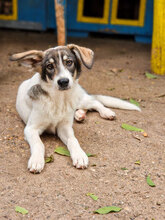 TOKKI, Hund, Mischlingshund in Bulgarien - Bild 2