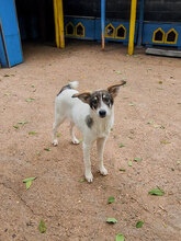 TOKKI, Hund, Mischlingshund in Bulgarien - Bild 3