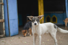 TOKKI, Hund, Mischlingshund in Bulgarien - Bild 8