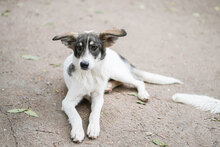 TOKKI, Hund, Mischlingshund in Bulgarien - Bild 9