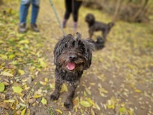 POPCORN, Hund, Mischlingshund in Hatten