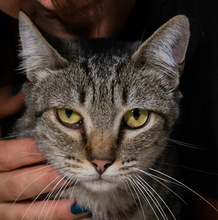 SKALI, Katze, Europäisch Kurzhaar in Portugal