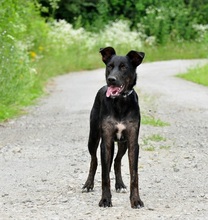 ARESS242, Hund, Mischlingshund in Belgien - Bild 3