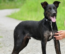 ARESS242, Hund, Mischlingshund in Belgien - Bild 4