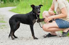 ARESS242, Hund, Mischlingshund in Belgien - Bild 6