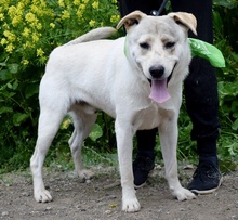 ARTURC47, Hund, Mischlingshund in Slowakische Republik - Bild 2