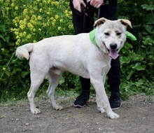 ARTURC47, Hund, Mischlingshund in Slowakische Republik - Bild 3