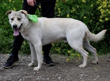 ARTURC47, Hund, Mischlingshund in Slowakische Republik - Bild 5