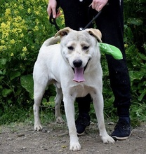 ARTURC47, Hund, Mischlingshund in Slowakische Republik - Bild 6