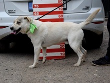 ARTURC47, Hund, Mischlingshund in Slowakische Republik - Bild 7