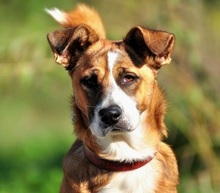 ELIAS, Hund, Mischlingshund in Slowakische Republik - Bild 1