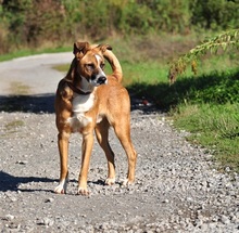 ELIAS, Hund, Mischlingshund in Slowakische Republik - Bild 10