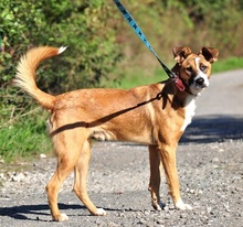 ELIAS, Hund, Mischlingshund in Slowakische Republik - Bild 3