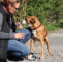 ELIAS, Hund, Mischlingshund in Slowakische Republik - Bild 5