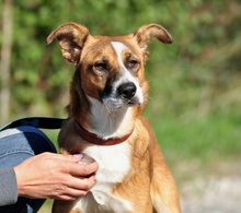 ELIAS, Hund, Mischlingshund in Slowakische Republik - Bild 6