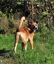 ELIAS, Hund, Mischlingshund in Slowakische Republik - Bild 7