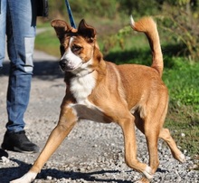 ELIAS, Hund, Mischlingshund in Slowakische Republik - Bild 8