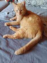 DIO, Katze, Europäisch Kurzhaar in Rodgau - Bild 1