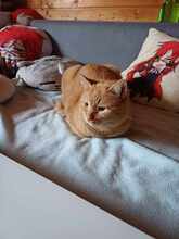 DIO, Katze, Europäisch Kurzhaar in Rodgau - Bild 2