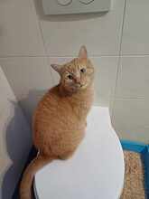 DIO, Katze, Europäisch Kurzhaar in Rodgau - Bild 3