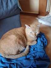 DIO, Katze, Europäisch Kurzhaar in Rodgau - Bild 4
